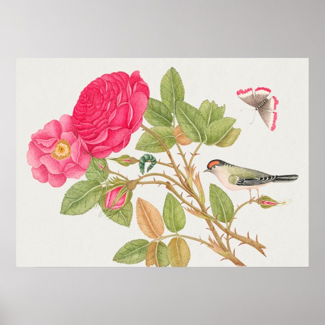 Vintage Bird Illustration Poster (Framsidan)