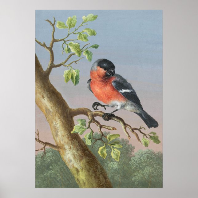 Vintage Bird Illustration Poster (Framsidan)