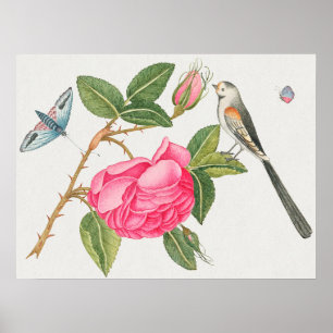 Vintage Bird Illustration Poster