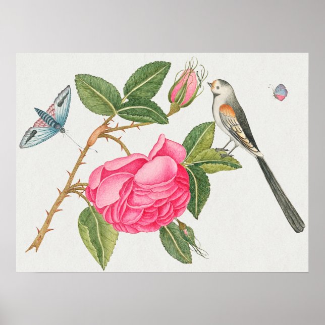 Vintage Bird Illustration Poster (Framsidan)