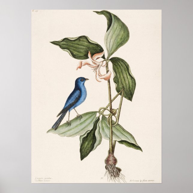 Vintage Bird Illustration Poster (Framsidan)
