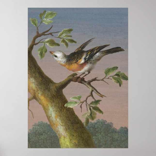 Vintage Bird Illustration Poster (Framsidan)