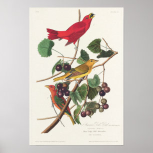 Vintage Bird Illustration Poster