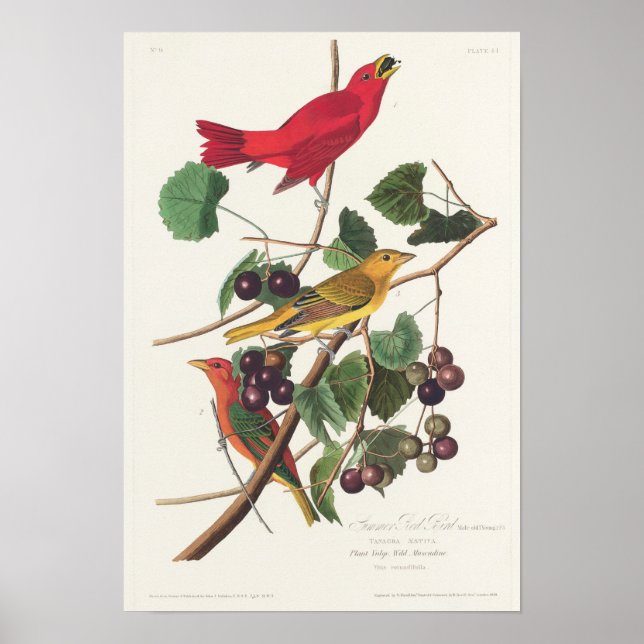 Vintage Bird Illustration Poster (Framsidan)