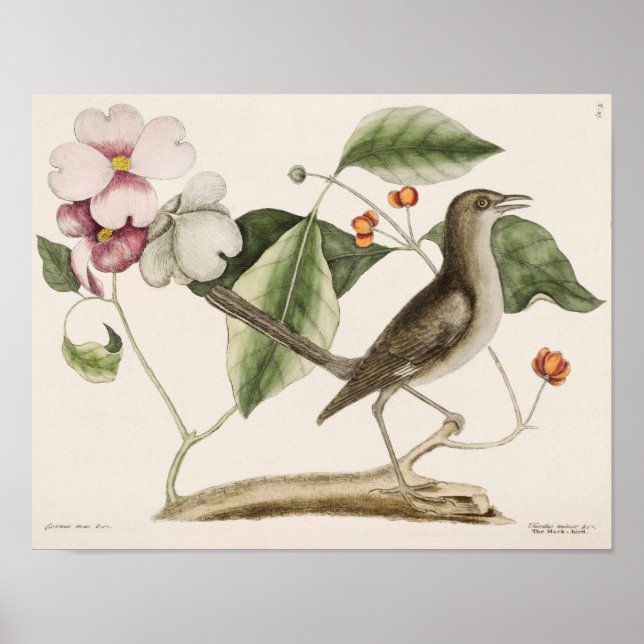 Vintage Bird Illustration Poster (Framsidan)