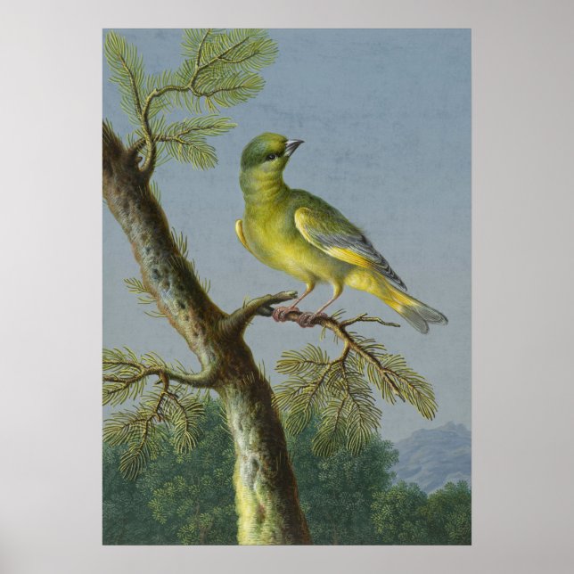 Vintage Bird Illustration Poster (Framsidan)