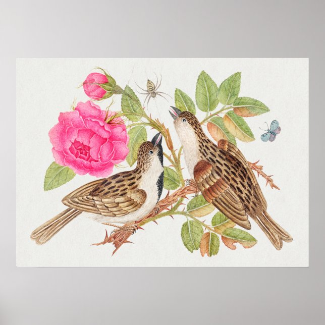 Vintage Bird Illustration Poster (Framsidan)