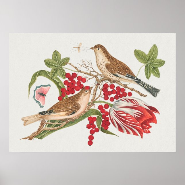 Vintage Bird Illustration Poster (Framsidan)