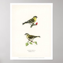 Vintage Bird Illustration - Siskin Poster