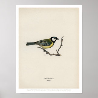 Vintage Bird Illustration - Underbar fläkt Poster