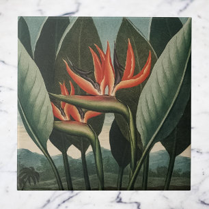 Vintage Bird of Paradise Botanical Temple of Flora Kakelplatta
