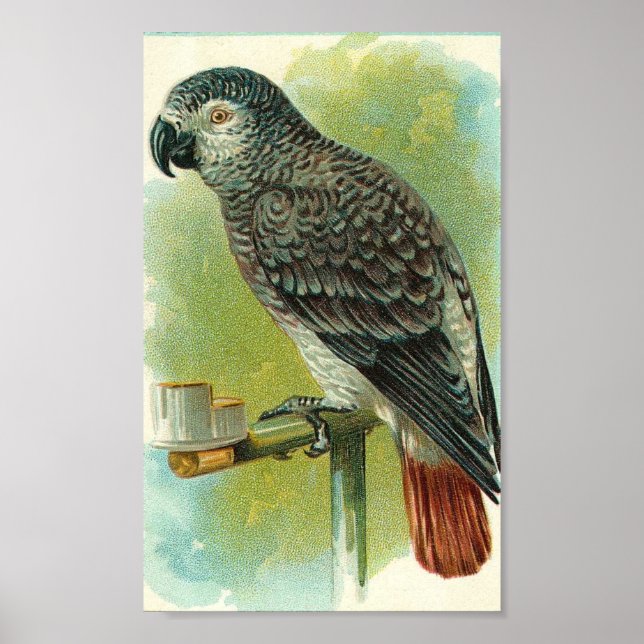 Vintage Bird Poster (Framsidan)