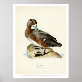 Vintage Bird Poster - Underbarare Scaup