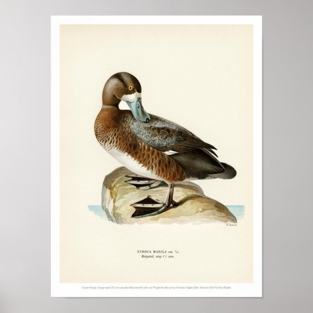 Vintage Bird Poster - Underbarare Scaup (Framsidan)