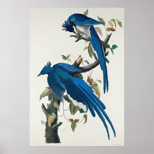 Vintage Bird Poster Wall Art - Columbia Jay Bird (Framsidan)