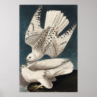 Vintage Bird Poster Wall Art-Island Jer Falcon
