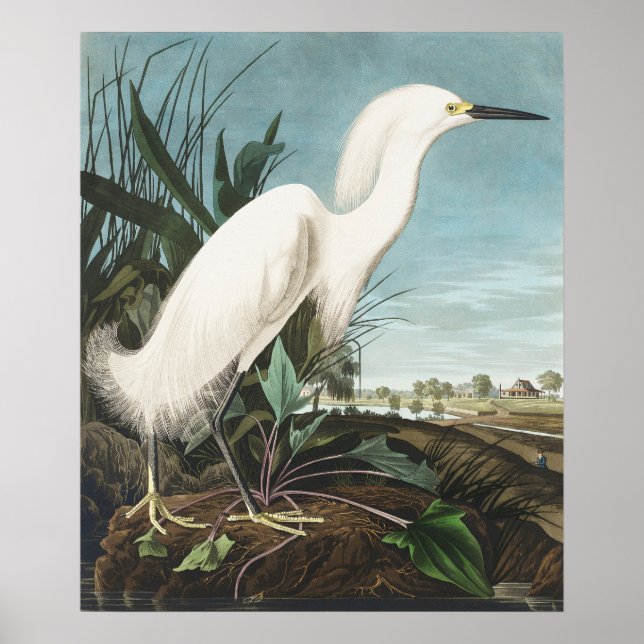 Vintage Bird Poster Wall Art - White Egret (Framsidan)