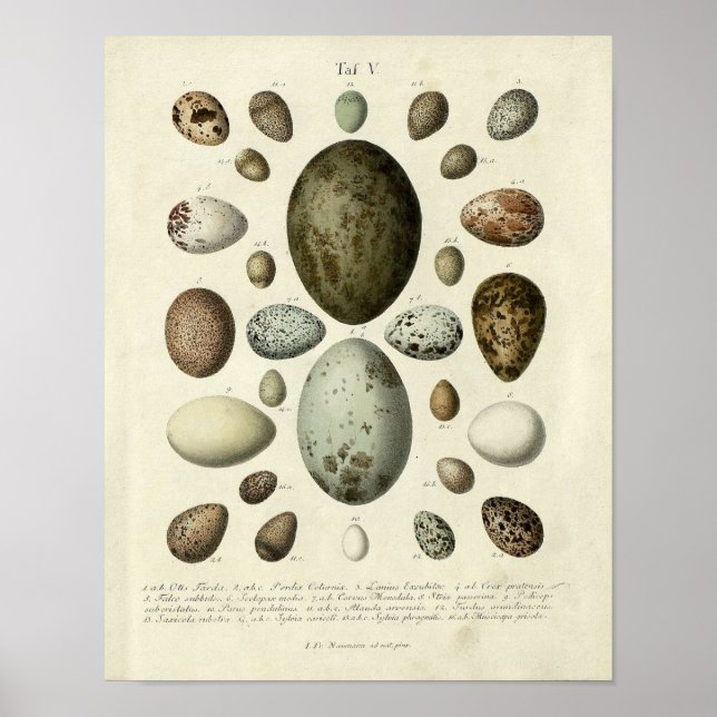 Vintage Bird Print #37 Eggs #1 Poster (Framsidan)