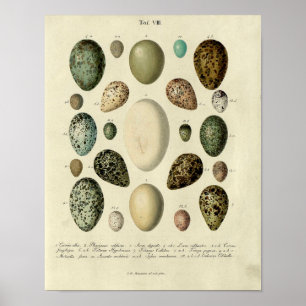 Vintage Bird Print #38 Ägg #2 Poster
