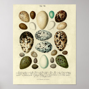 Vintage Bird Print #39 Ägg #3 Poster