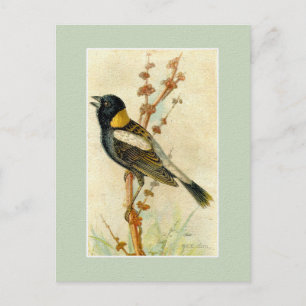 Vintage Bird Print - Bobolink Vykort