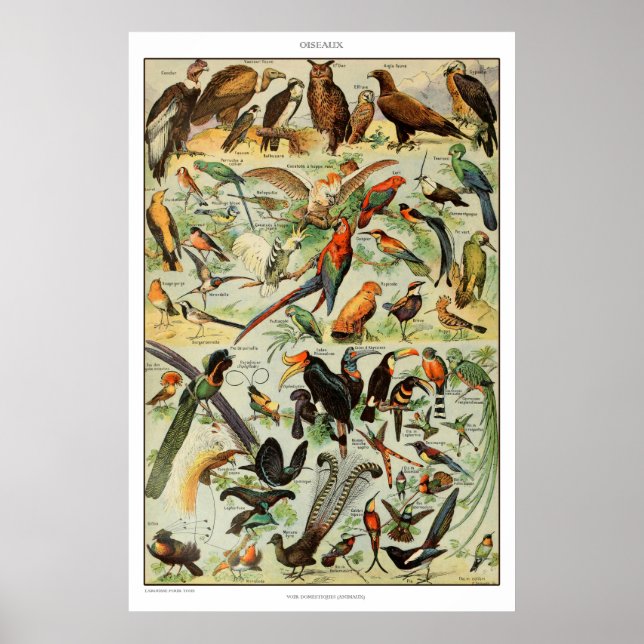Vintage Bird Print Fransk Bird Poster (Framsidan)