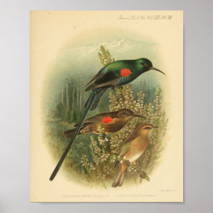 Vintage Bird Red Grönt Brown Skriv ut Poster
