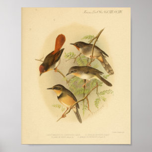 Vintage Bird Red Gult Brown Skriv ut Poster