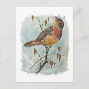 Vintage Bird Vykort