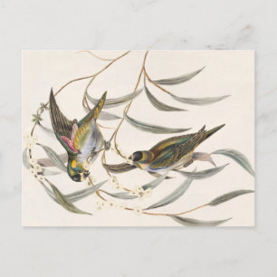 Vintage Bird Vykort