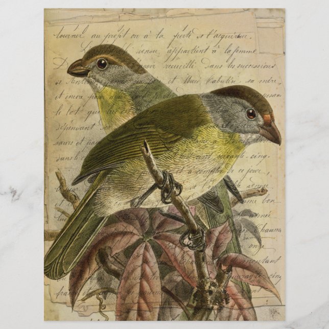 Vintage Birds Ephemera Scrapbook Papper (Framsida)