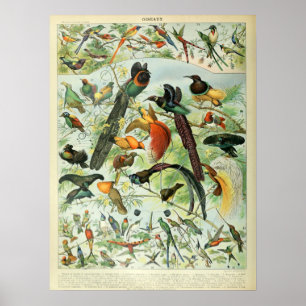 Vintage Birds Gamla Bok Illustration Art Poster