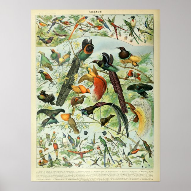 Vintage Birds Gamla Bok Illustration Art Poster (Framsidan)