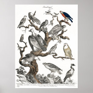 Vintage Birds Gamla Bok Illustration Art Poster
