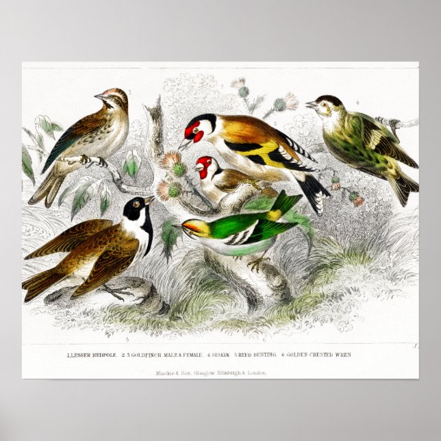 Vintage Birds Gamla Bok Illustration Art Poster (Framsidan)
