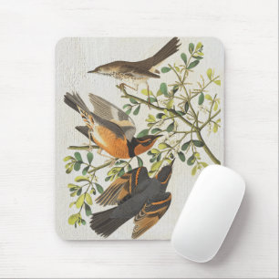 Vintage Birds Illustration Fågelskådning Älskare G Musmatta
