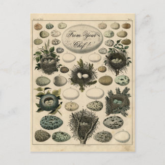 Vintage Birds Nests Egg illustration - Post Card Vykort
