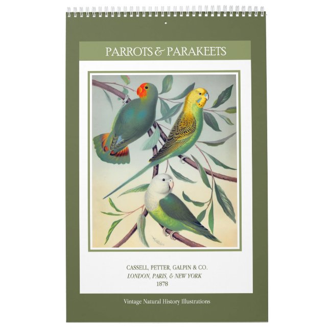 Vintage Birds - Parrots and Parakeets 2026 Kalender (Omslag)