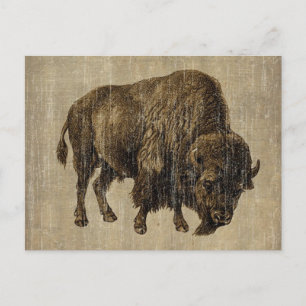 Vintage Bison Vykort