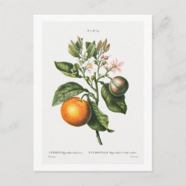 VINTAGE ’BITTER ORANGE’ BOTANICAL TRINT BY REDOUTÉ VYKORT