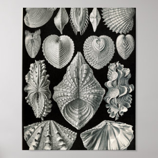 Vintage Bivalve Skal Vetenskaplig Illustration Poster