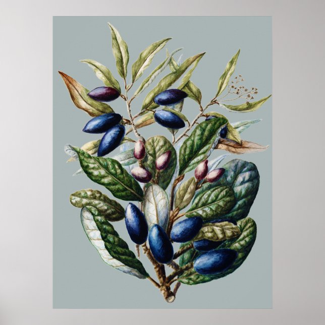 Vintage Blå Frukt Botanisk Sarah Featon Konst Poster (Framsidan)