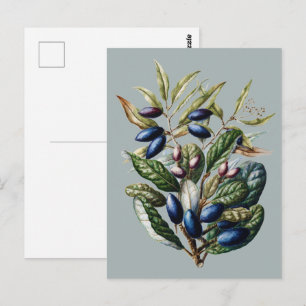 Vintage Blå Frukt Botanisk Sarah Featon Konst Vykort
