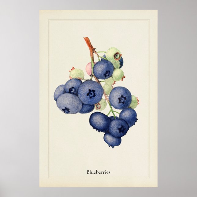 Vintage Blåbär Botanisk Konsttryck Poster (Framsidan)