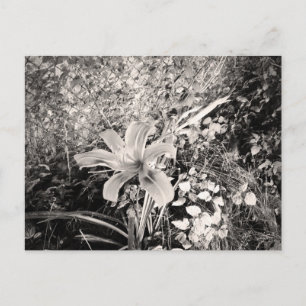 Vintage Black and White Tiger Lily Flower Vykort
