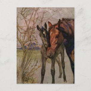 Vintage Black Beauty Häst "My Mor and I" Vykort