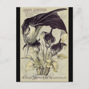 Vintage Black Calla Lilies Vykort