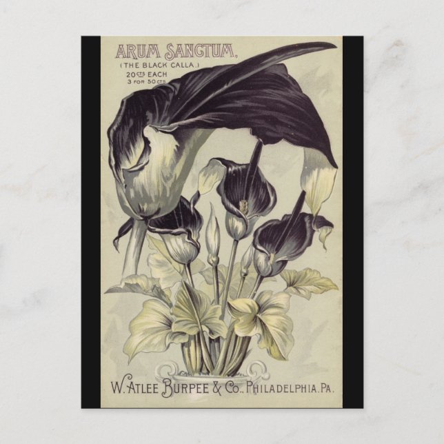Vintage Black Calla Lilies Vykort (Framsida)