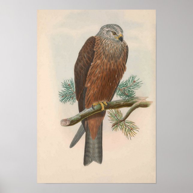 Vintage Black kite Bird Poster (Framsidan)
