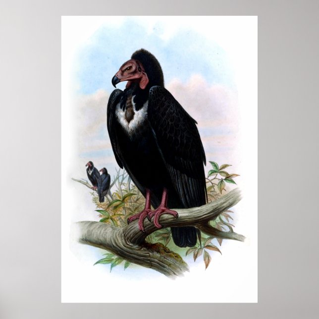 Vintage Black Vculture Bird Poster (Framsidan)